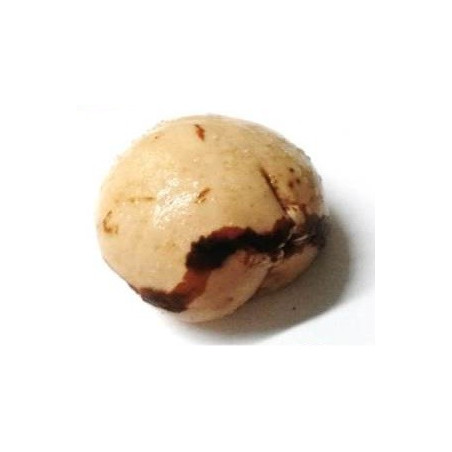 obi – semente sagrada