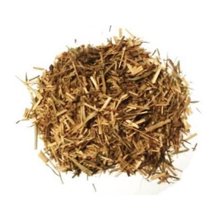 capim colonia – planta 50gr