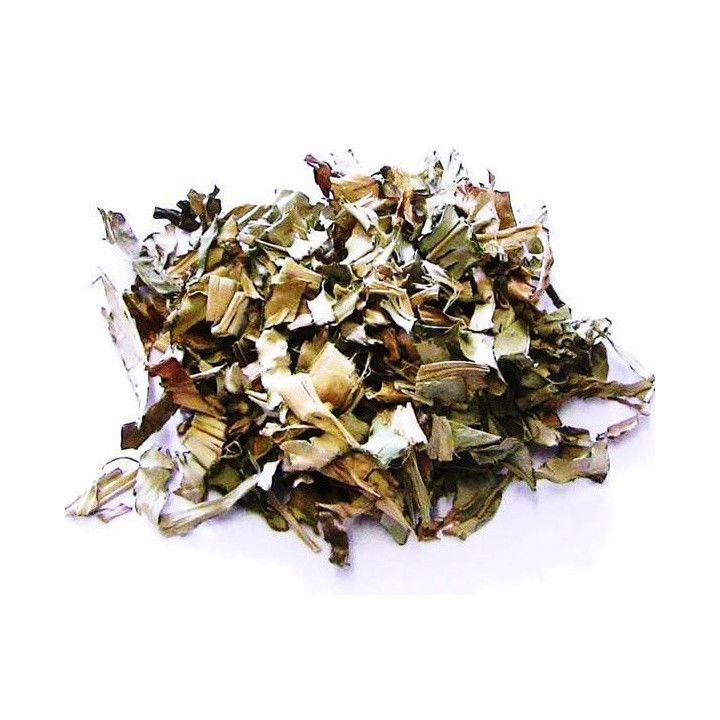 cana do brejo – planta 50gr