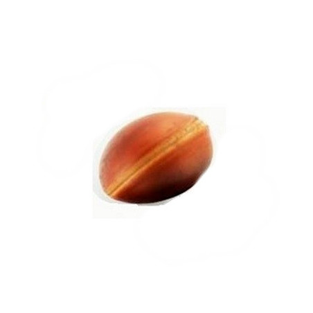 Olho de Boi - semente