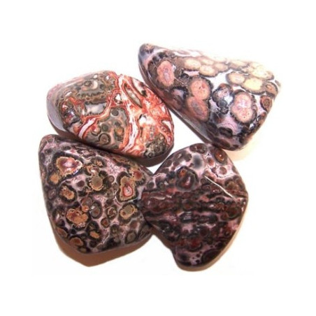 jaspe leopardo – media