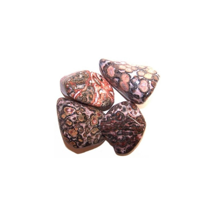 jaspe leopardo – media