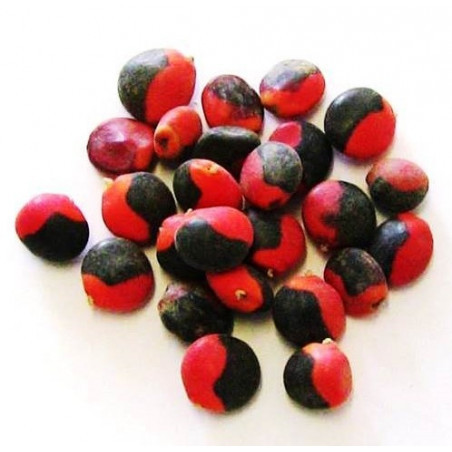 Olho de Cabra - Conjunto de 10