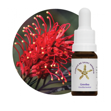 Floral Grevilia - 10ml