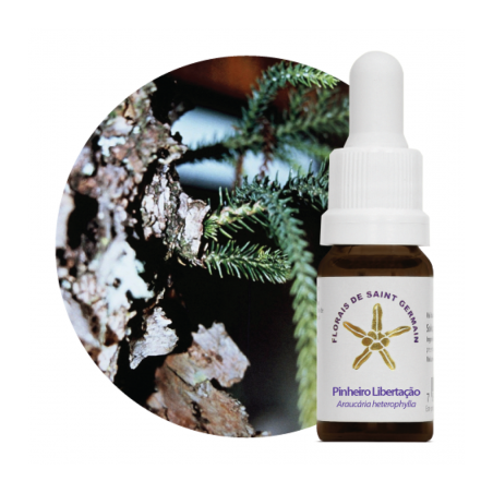 Floral Pinheiro Libertador - 10ml