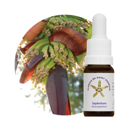 Floral Sapientum - 10ml