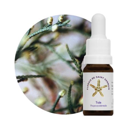Floral Tuia - 10ml