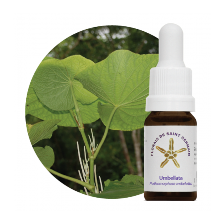 Floral Umbellata - 10ml